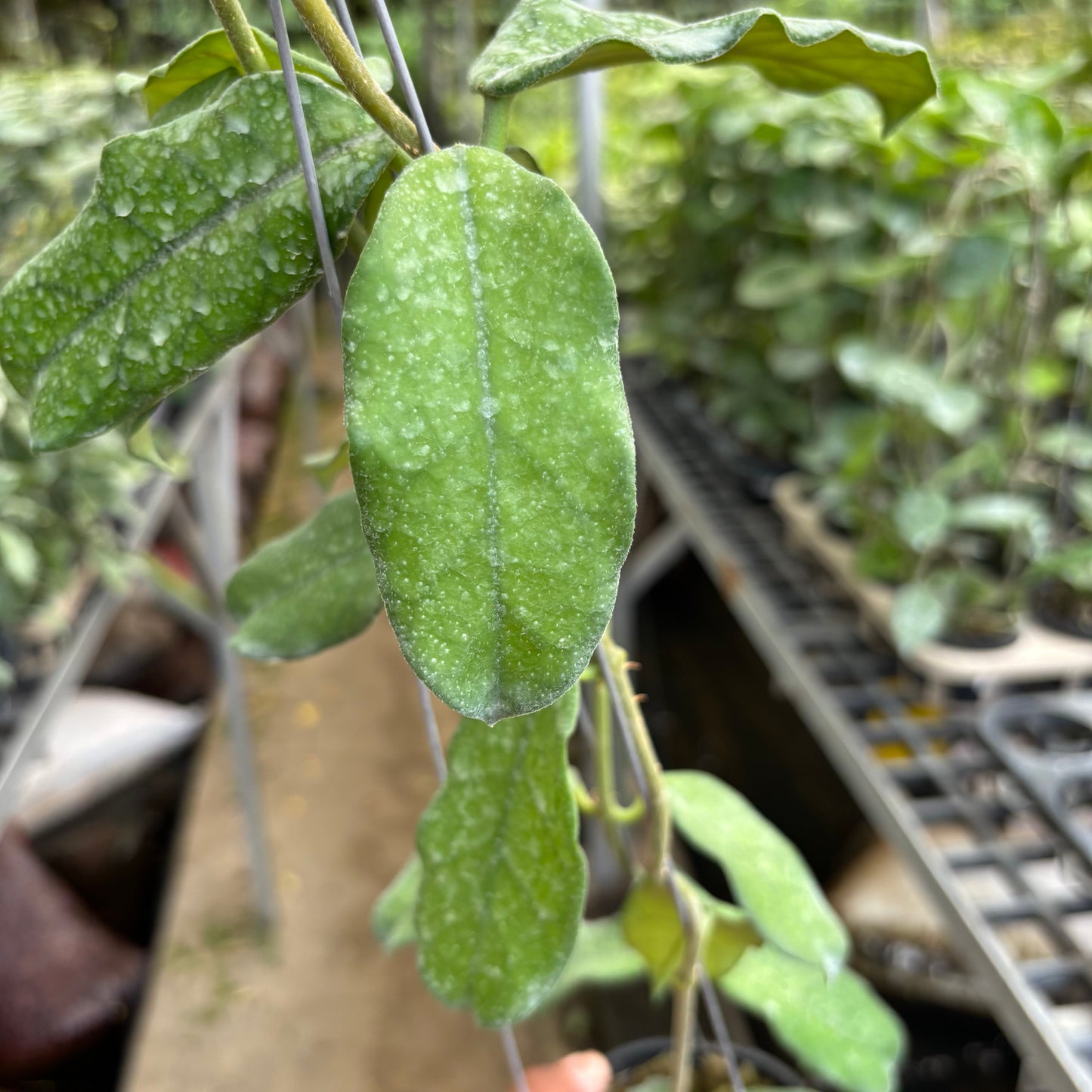 Hoya Villosa