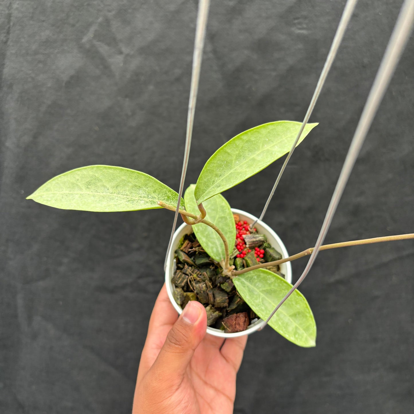 Hoya Potsii "Silver" - Indonesian Rare Plants