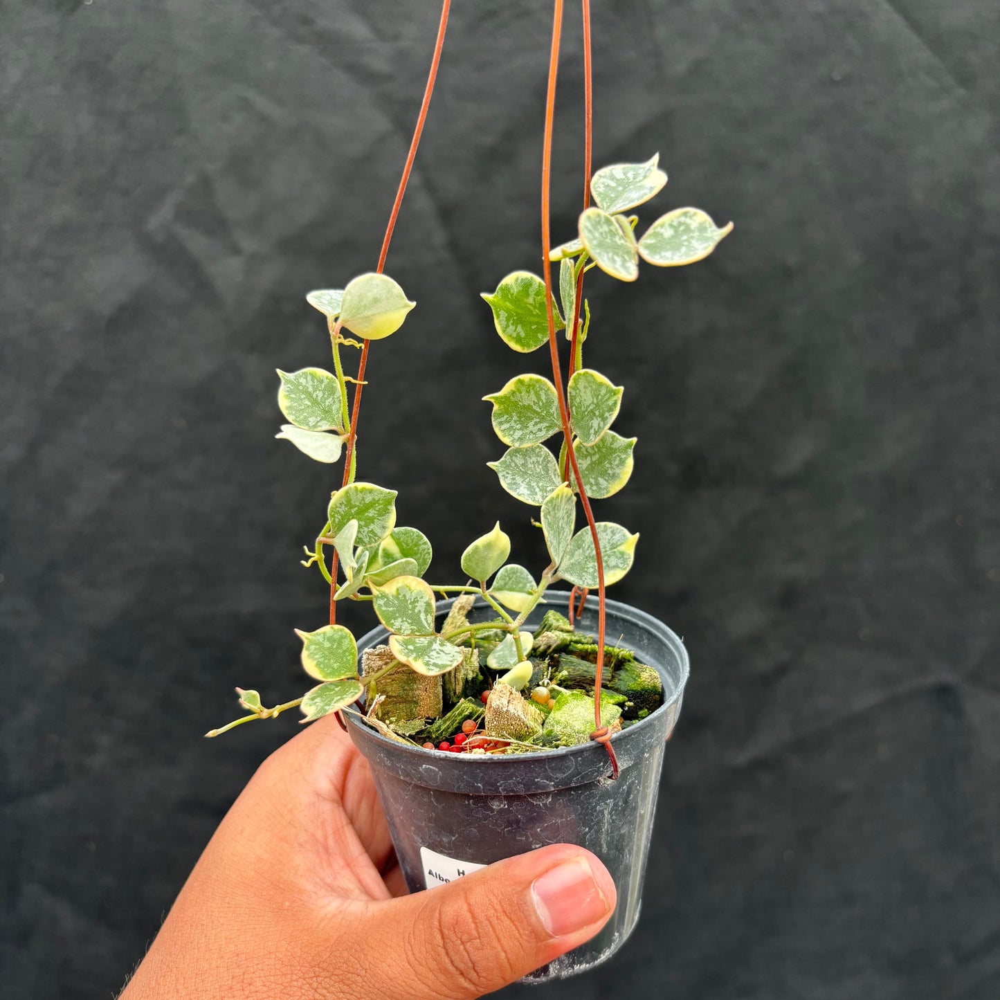 Hoya Curtisii Albomarginata "Tiara" - Indonesian Rare Plants