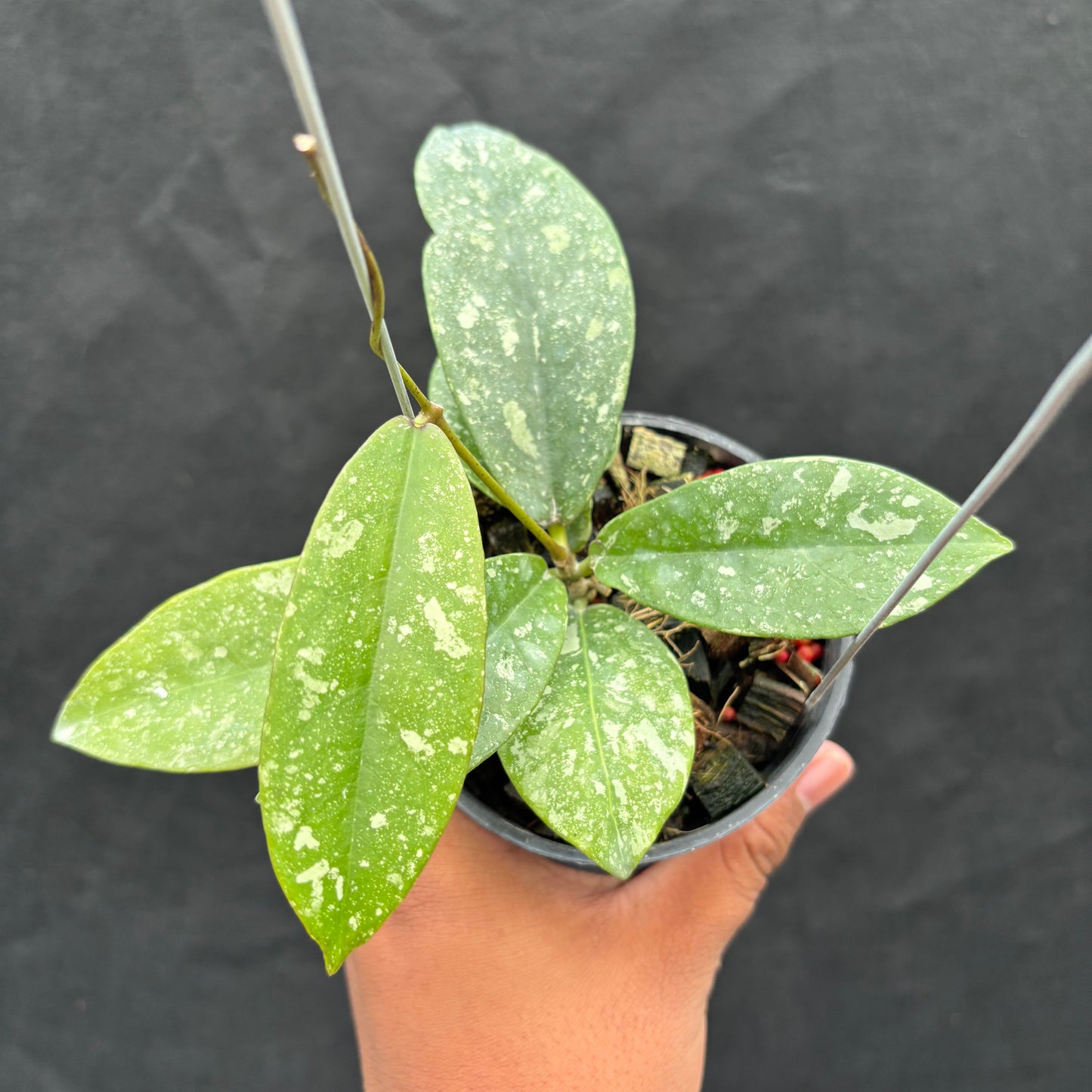 Hoya Buntokensis "Splash" VN-405 - Indonesian Rare Plants