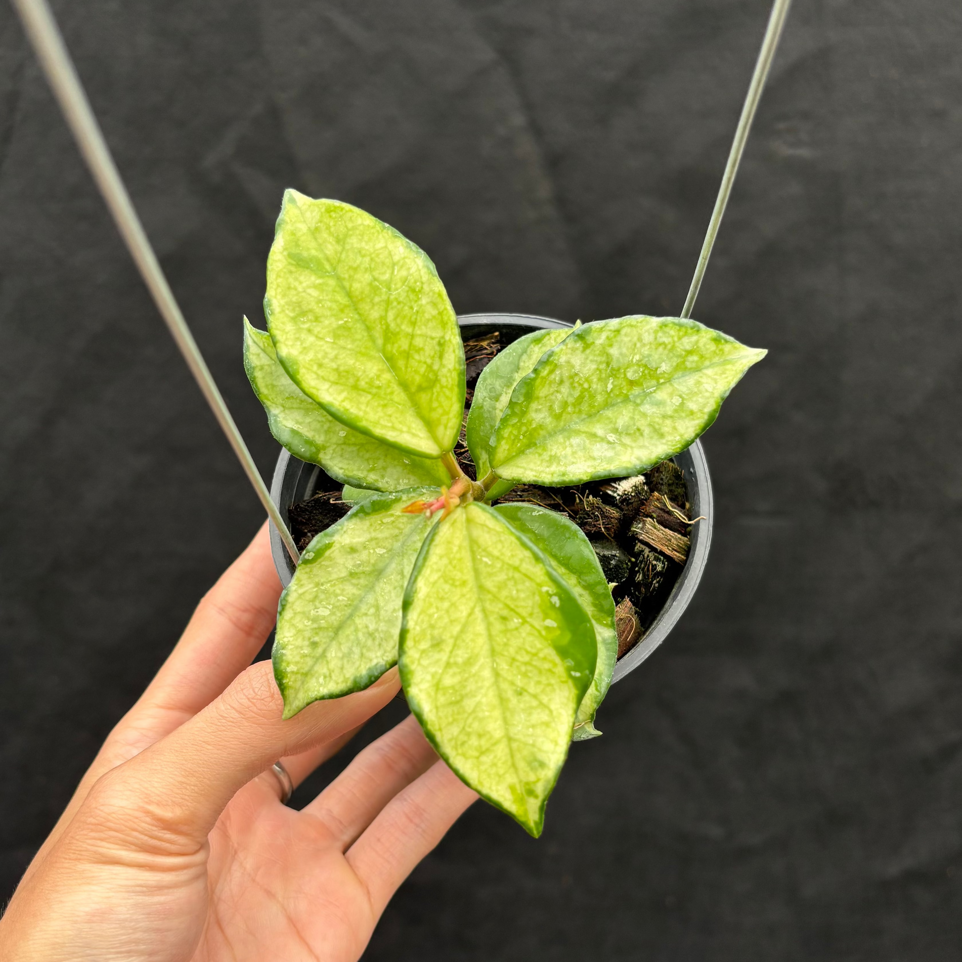Hoya Carnosa "Freckles Splash" Mutated - Indonesian Rare Plants