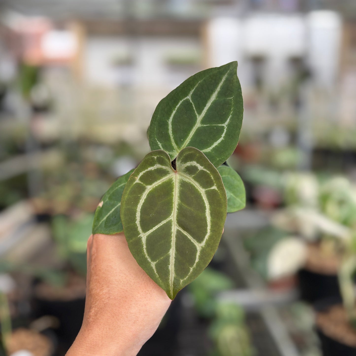 Anthurium Michelle x Forgetti Variegated - Indonesian Rare Plants