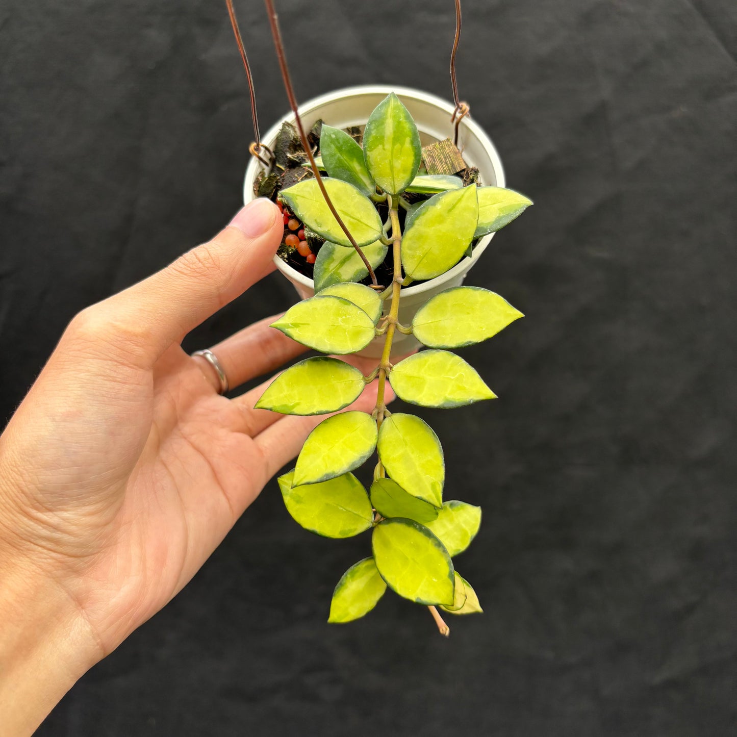 Hoya Lacunosa "Midori" - Indonesian Rare Plants