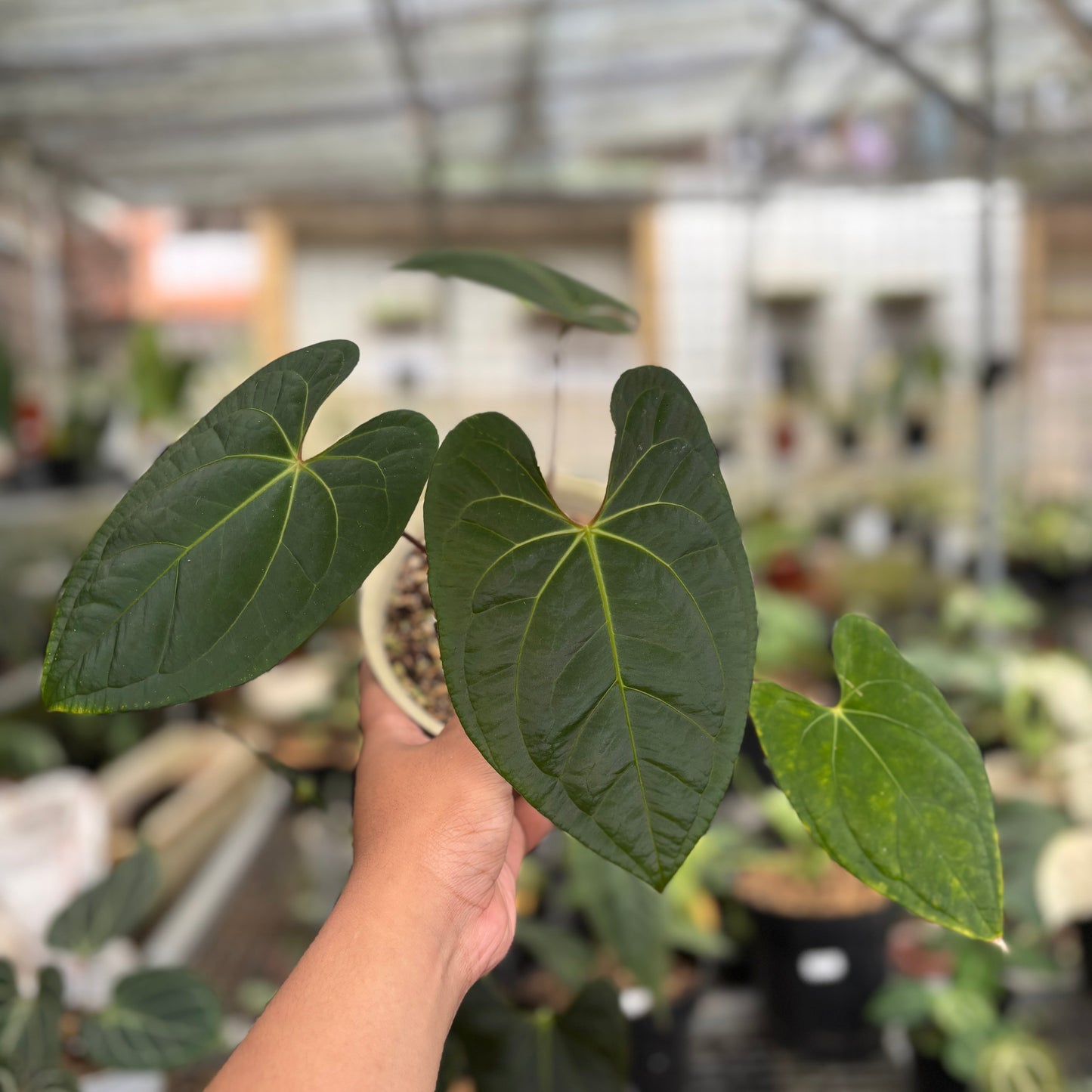 Anthurium Dark Phoenix Hybrid - Indonesian Rare Plants