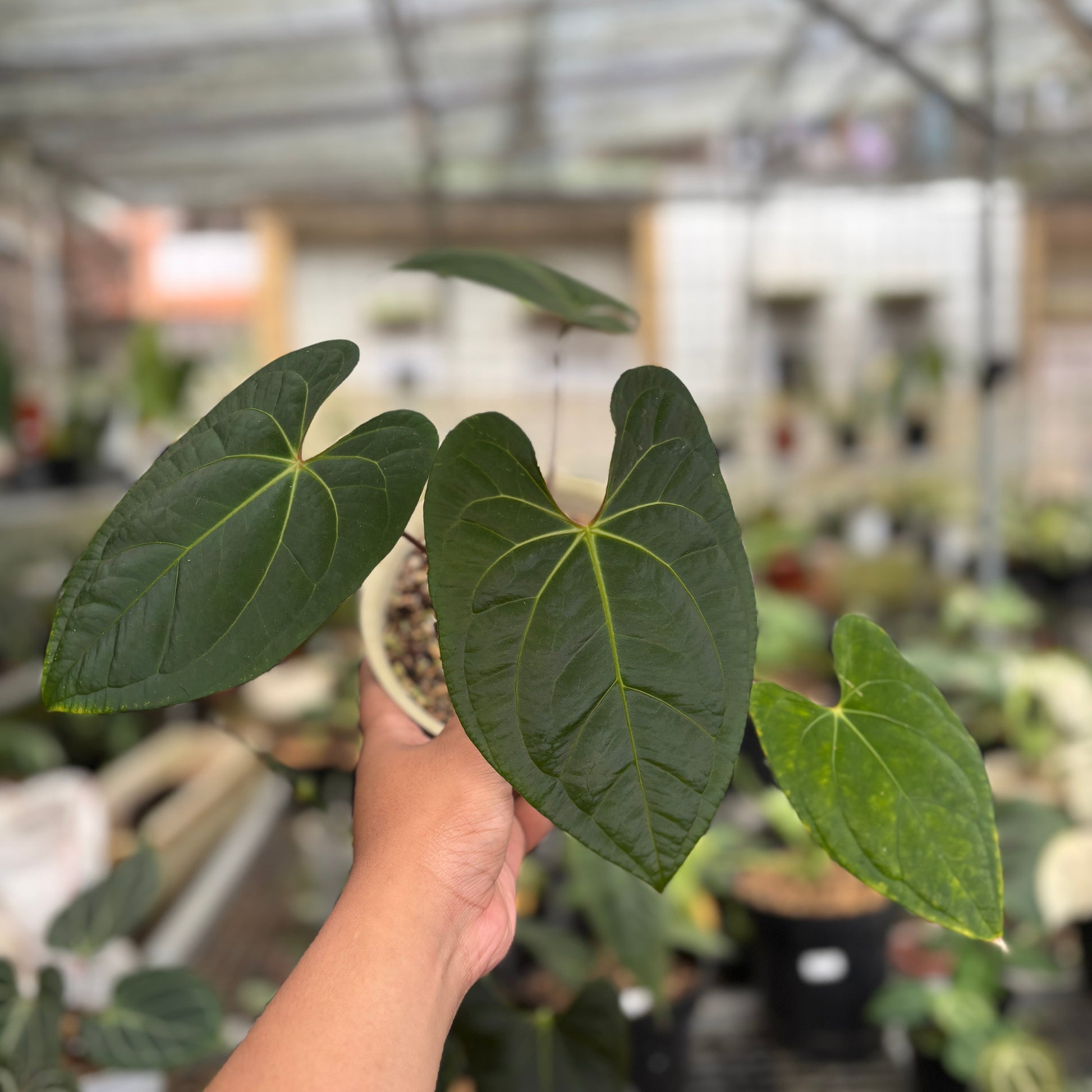 Anthurium Dark Phoenix Hybrid - Indonesian Rare Plants