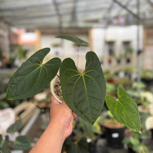 Anthurium Dark Phoenix Hybrid - Indonesian Rare Plants