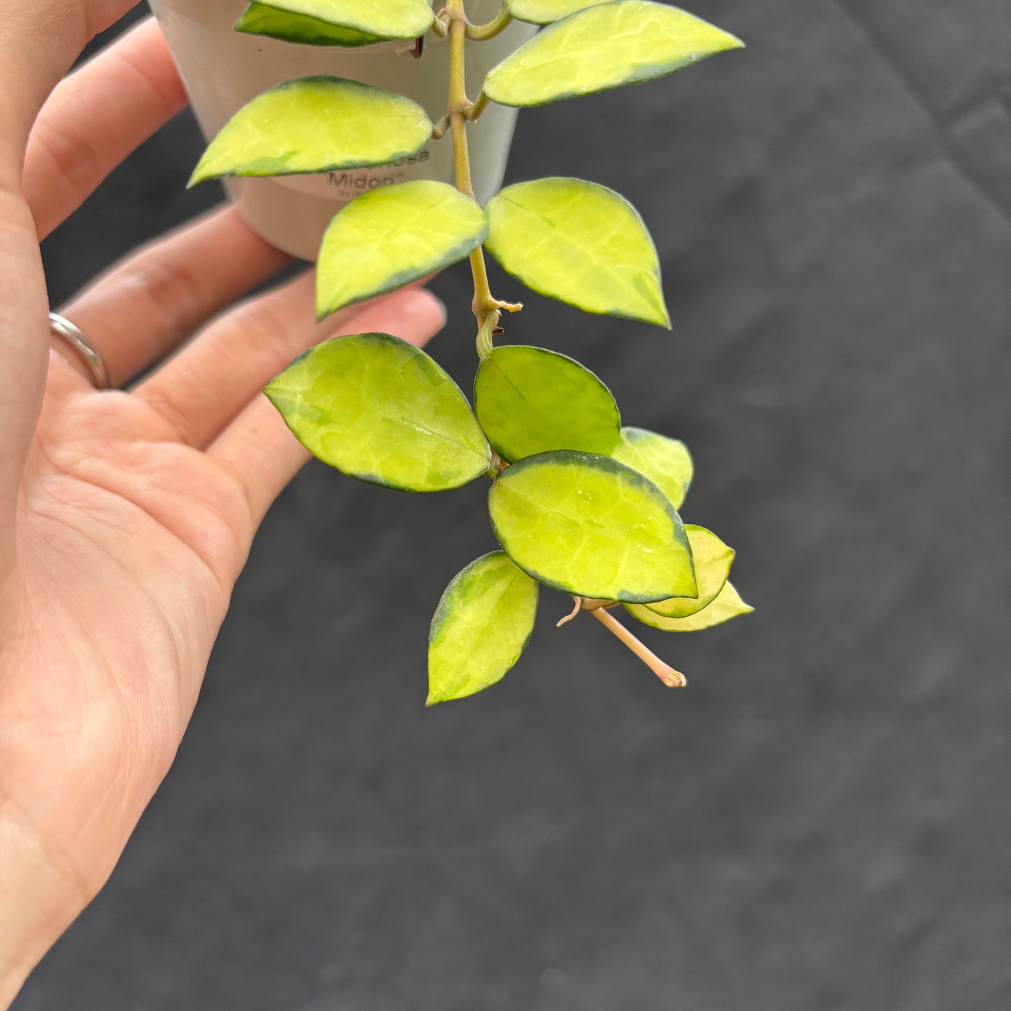 Hoya Lacunosa "Midori"