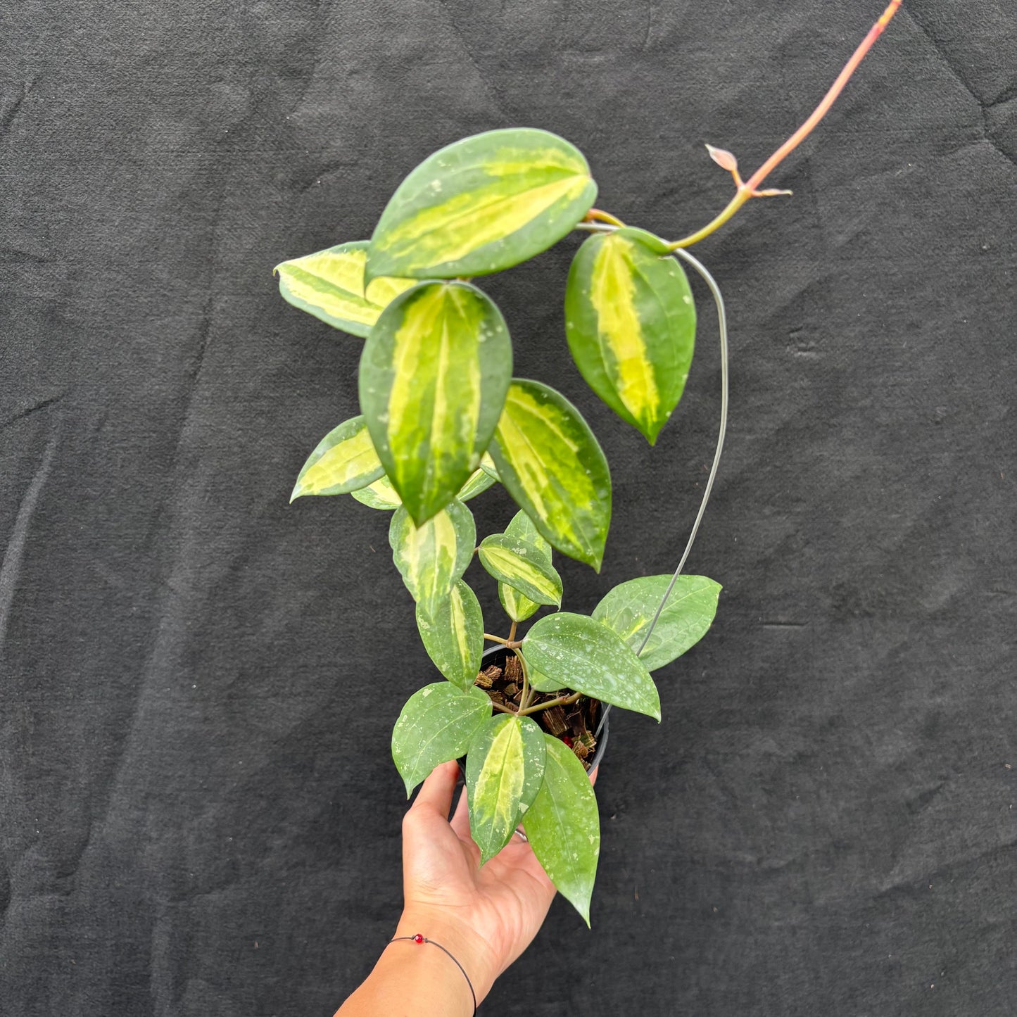 Hoya Latifolia "Variegated" FN-15 - Indonesian Rare Plants