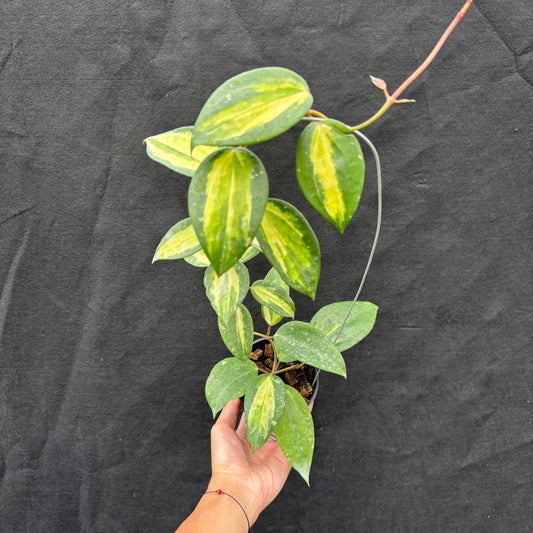 Hoya Latifolia "Variegated" FN-15 - Indonesian Rare Plants