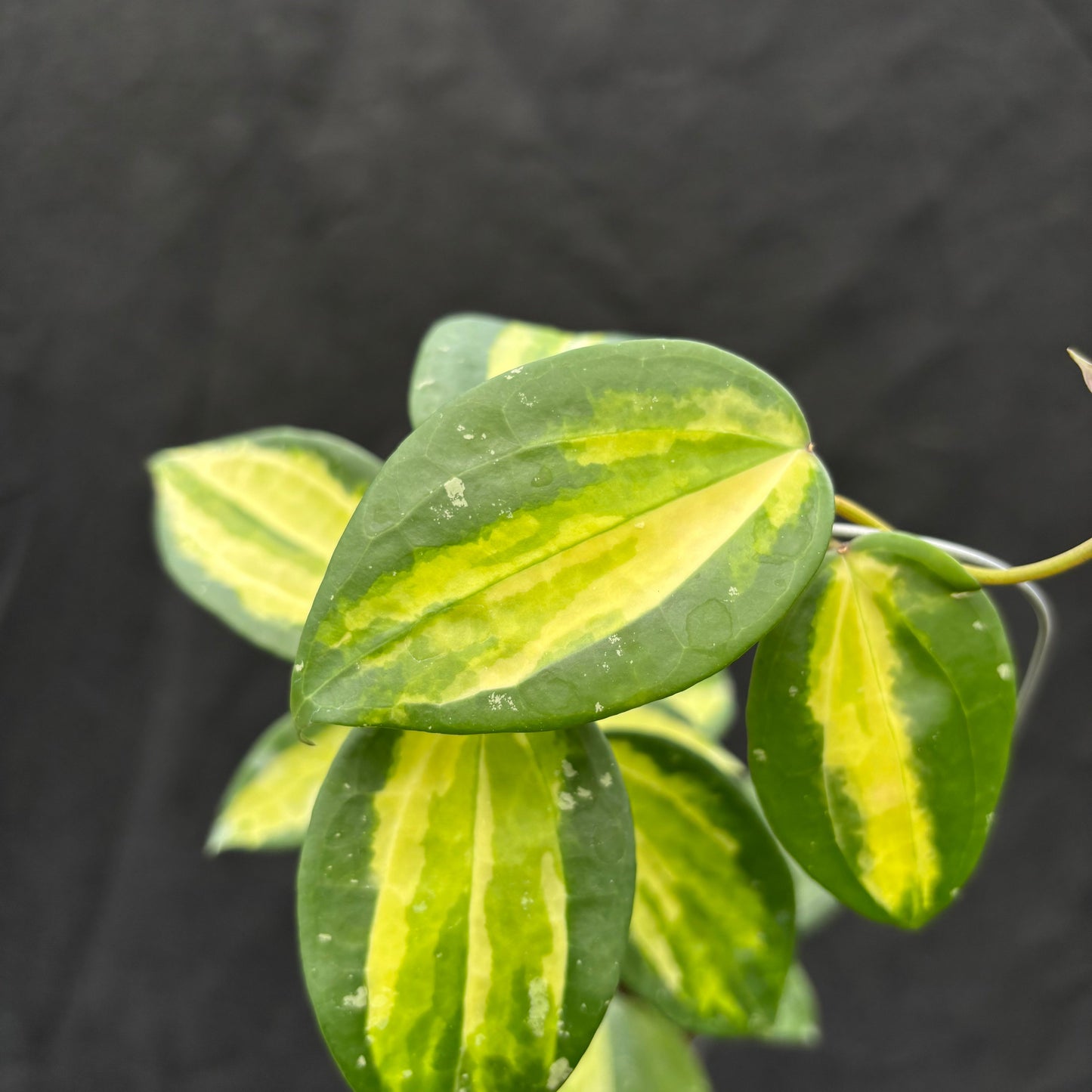 Hoya Latifolia "Variegated" FN-15
