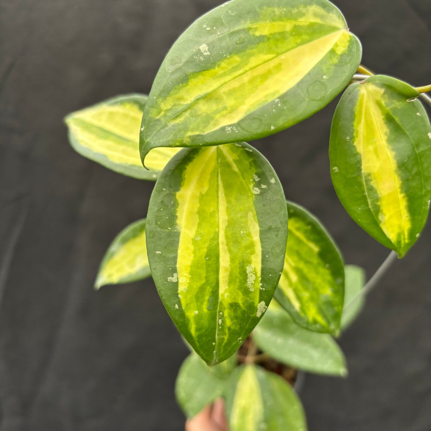 Hoya Latifolia "Variegated" FN-15