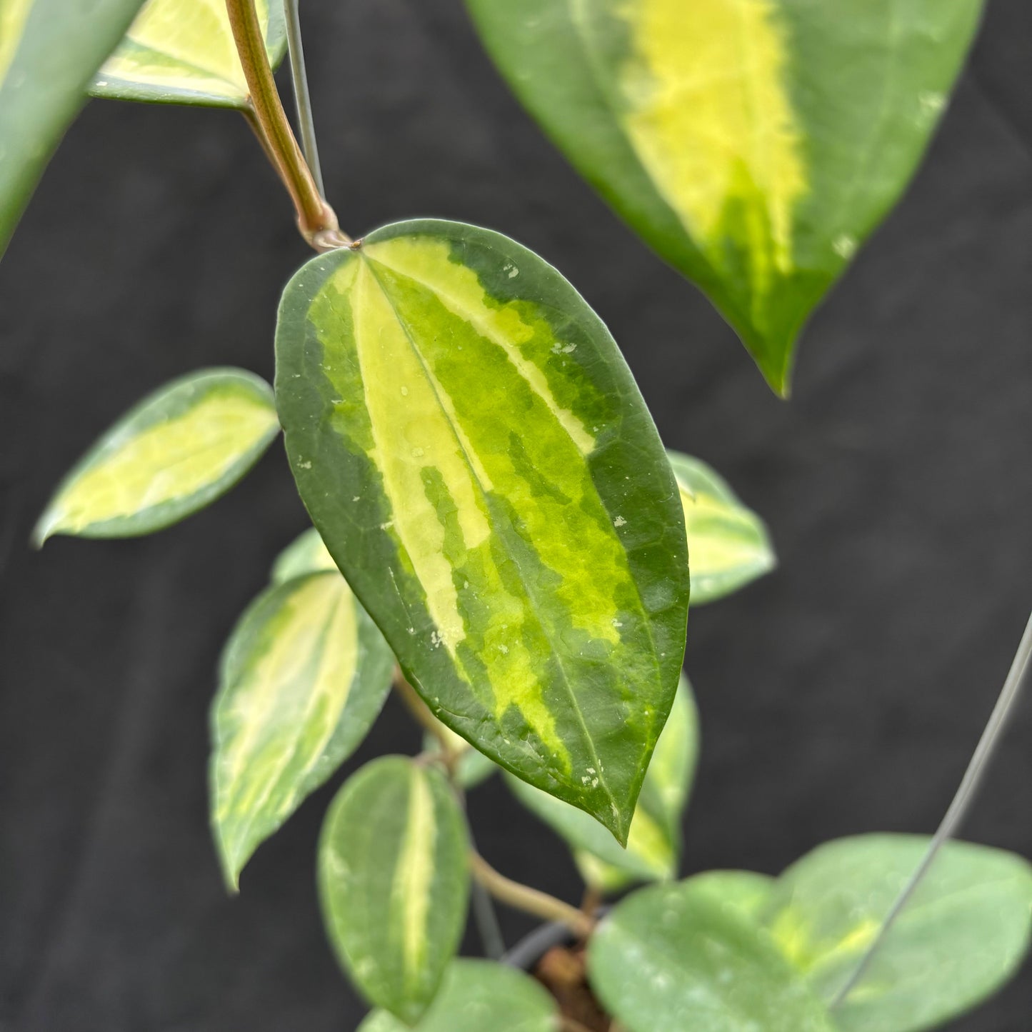 Hoya Latifolia "Variegated" FN-15