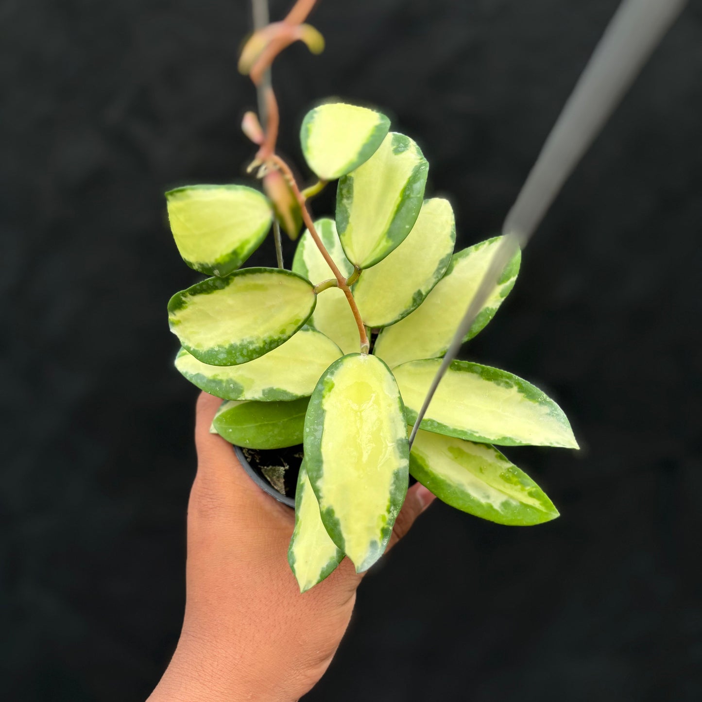 Hoya Verticillata "Variegated" Wonosobo — rare Indonesian plant