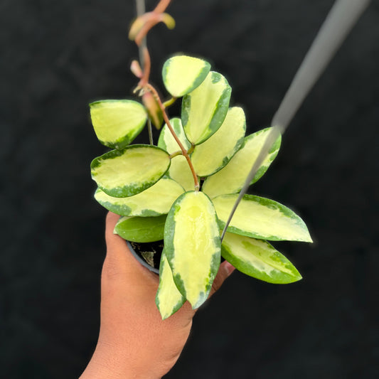 Hoya Verticillata "Variegated" Wonosobo — rare Indonesian plant