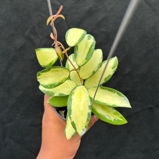 Hoya Verticillata "Variegated" Wonososbo - Indonesian Rare Plants