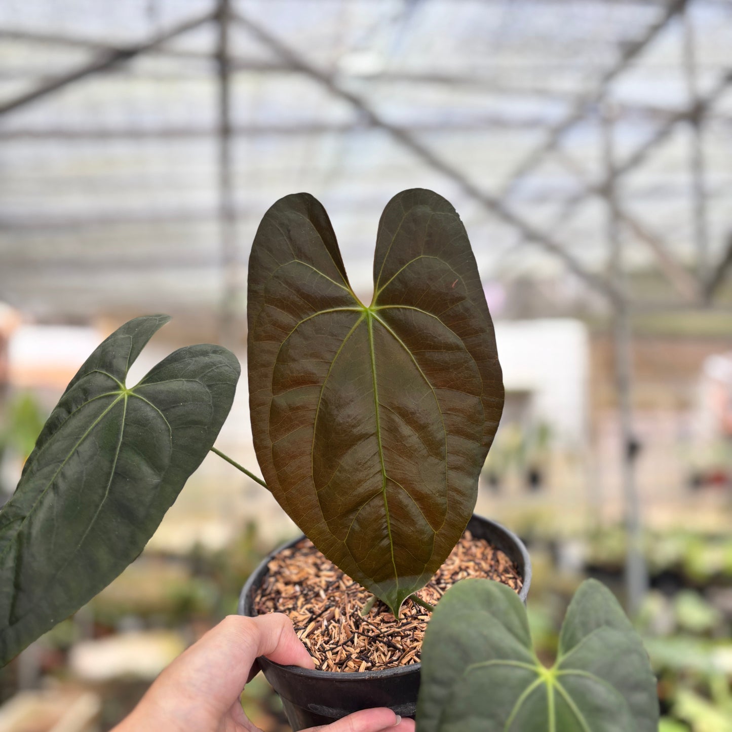 Anthurium Darksest Panama — photo 4