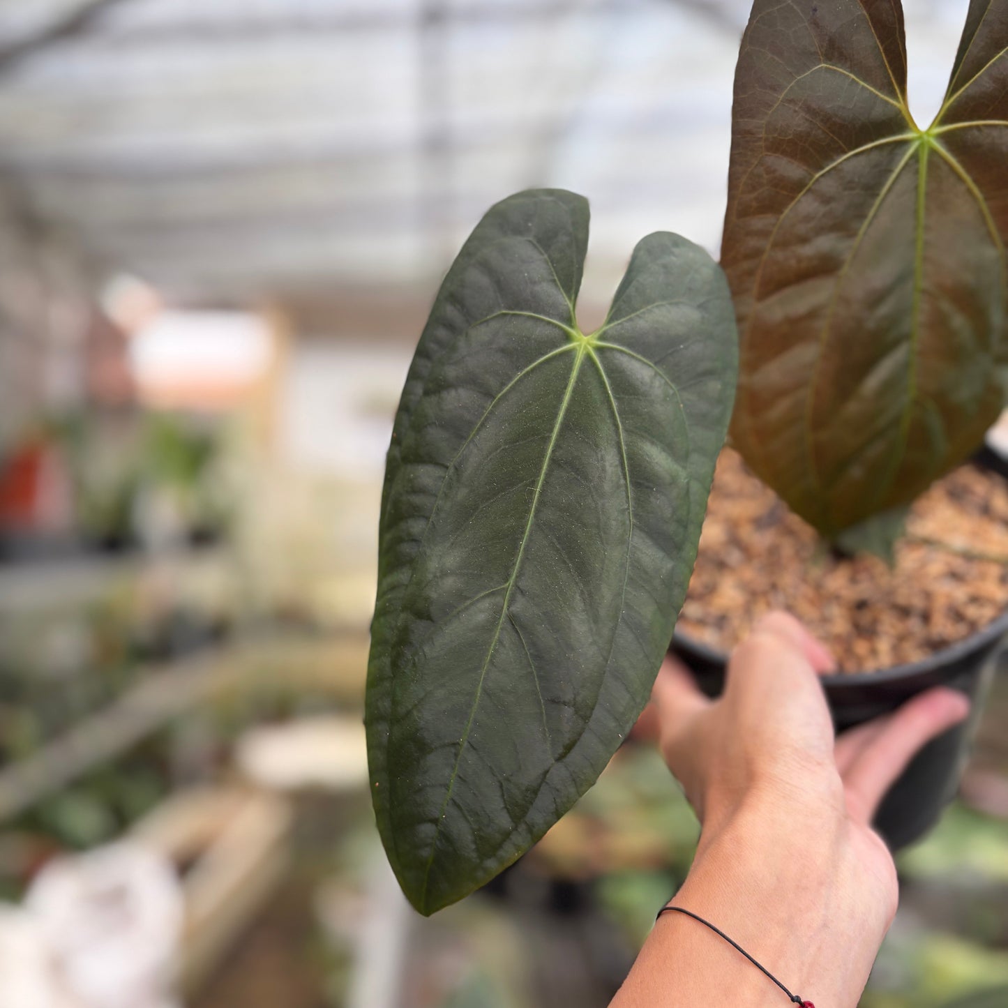 Anthurium Darksest Panama — photo 3