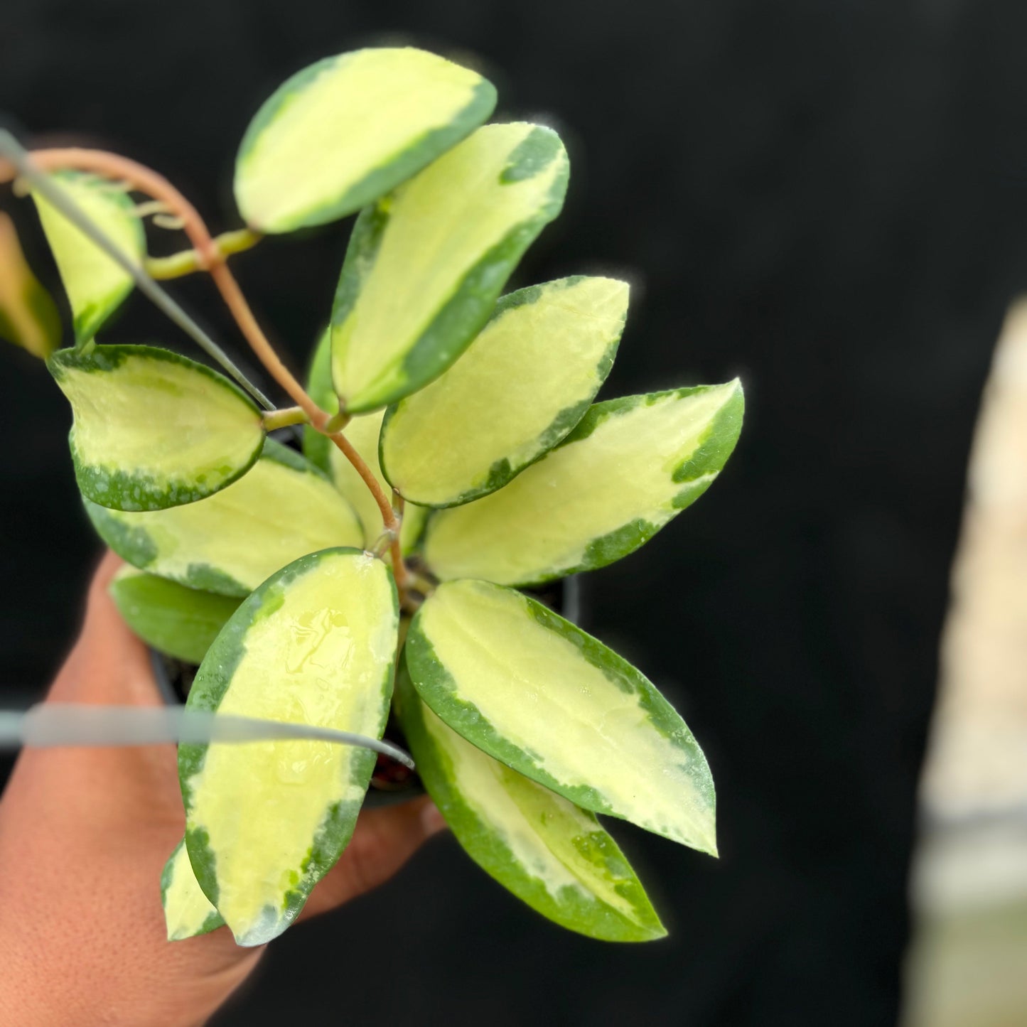 Hoya Verticillata "Variegated" Wonosobo — photo 5