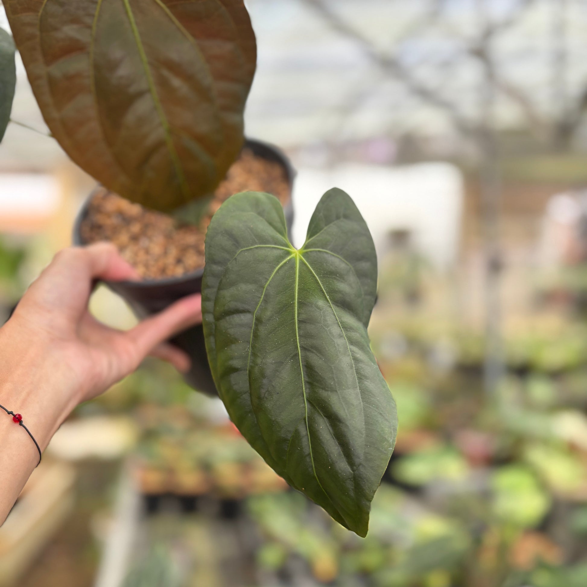 Anthurium Darksest Panama — photo 2