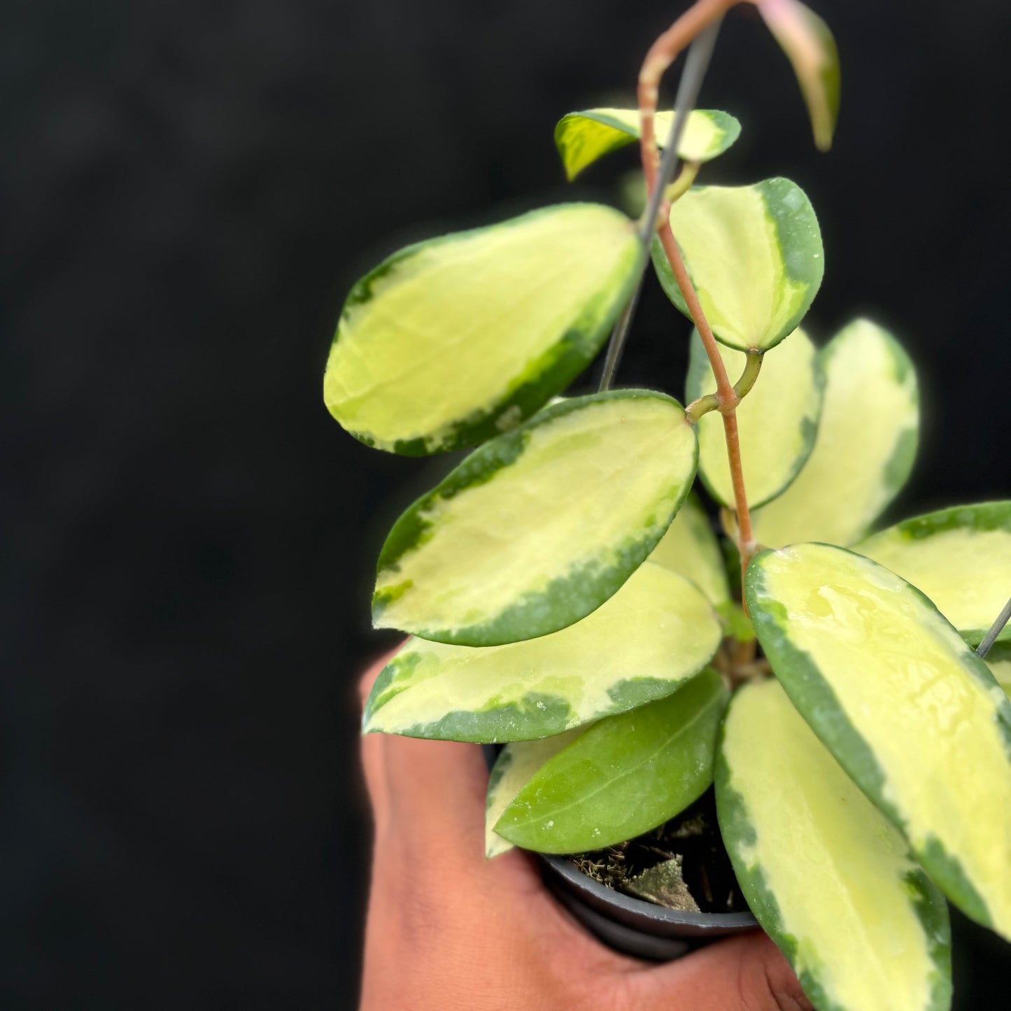 Hoya Verticillata "Variegated" Wonosobo — photo 3