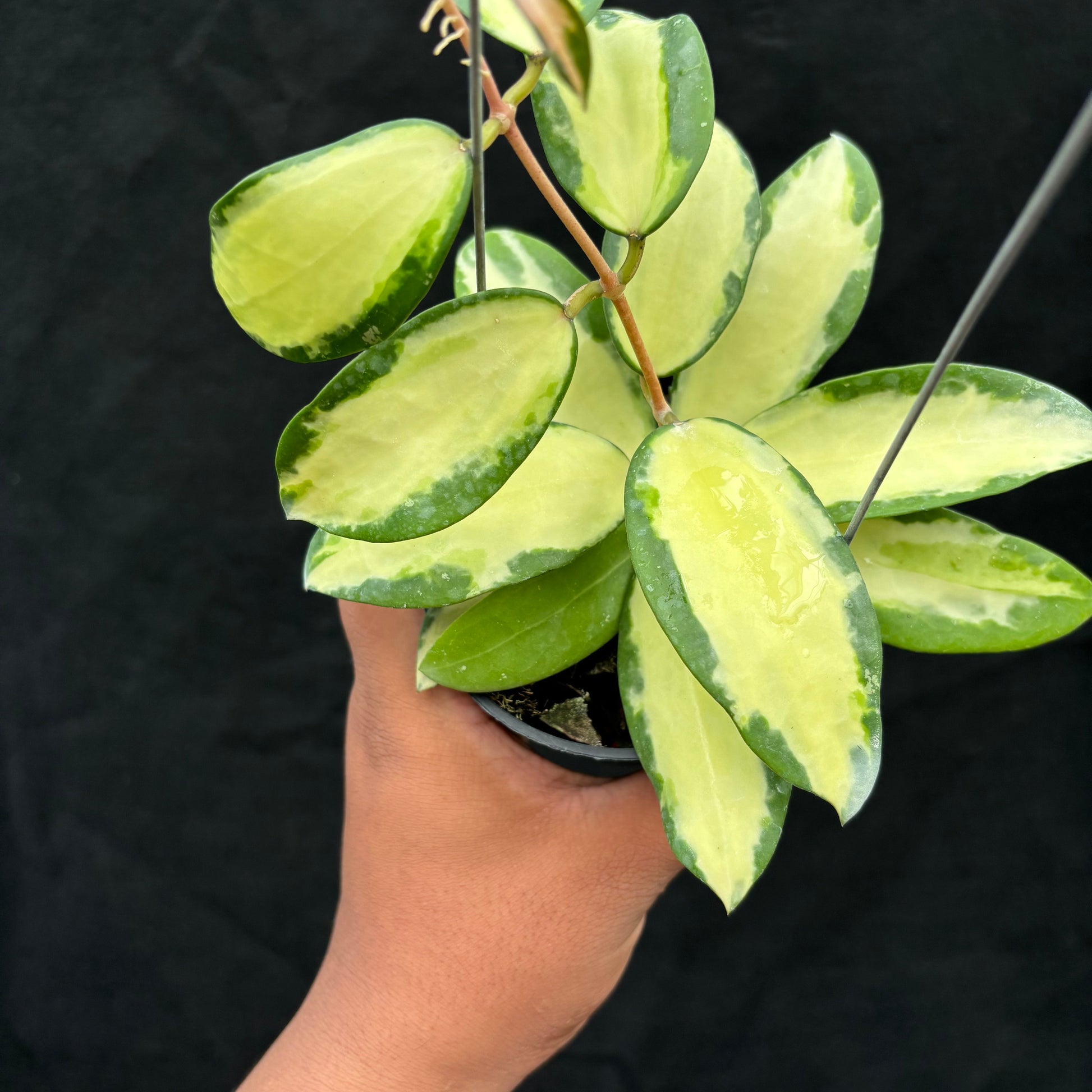 Hoya Verticillata "Variegated" Wonosobo — photo 6