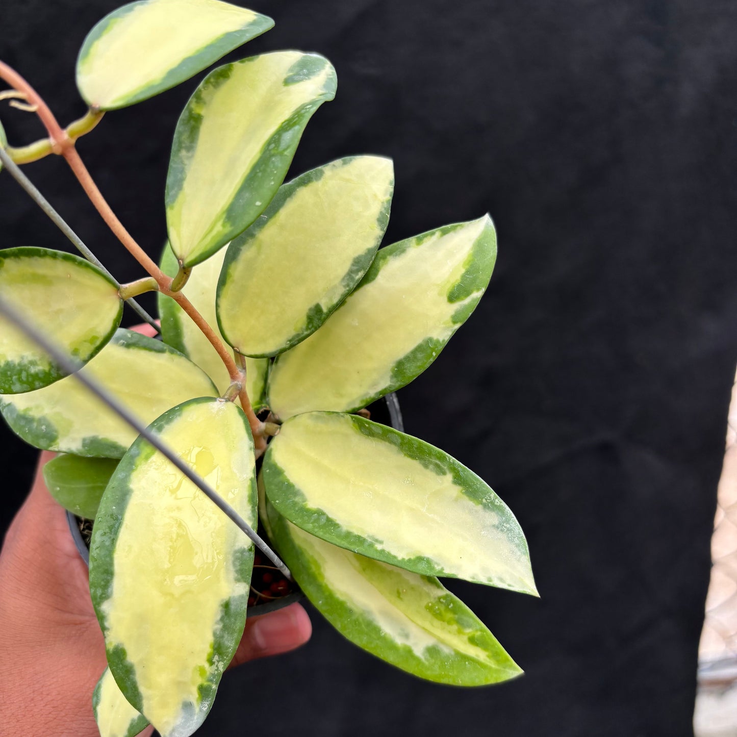 Hoya Verticillata "Variegated" Wonososbo