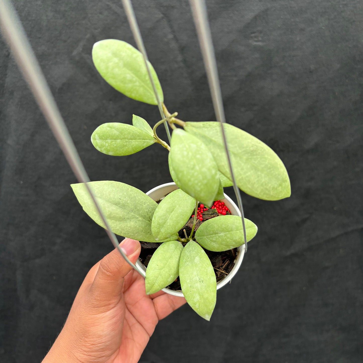 Hoya Erythrostemma "Silver" - Indonesian Rare Plants