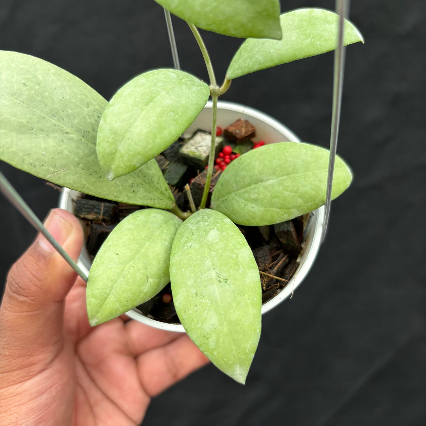 Hoya Erythrostemma "Silver"