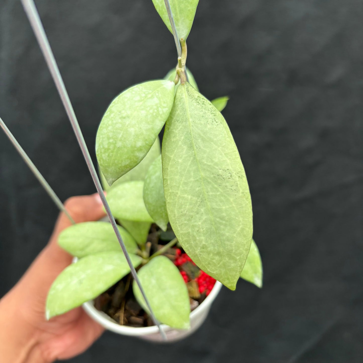 Hoya Erythrostemma "Silver"