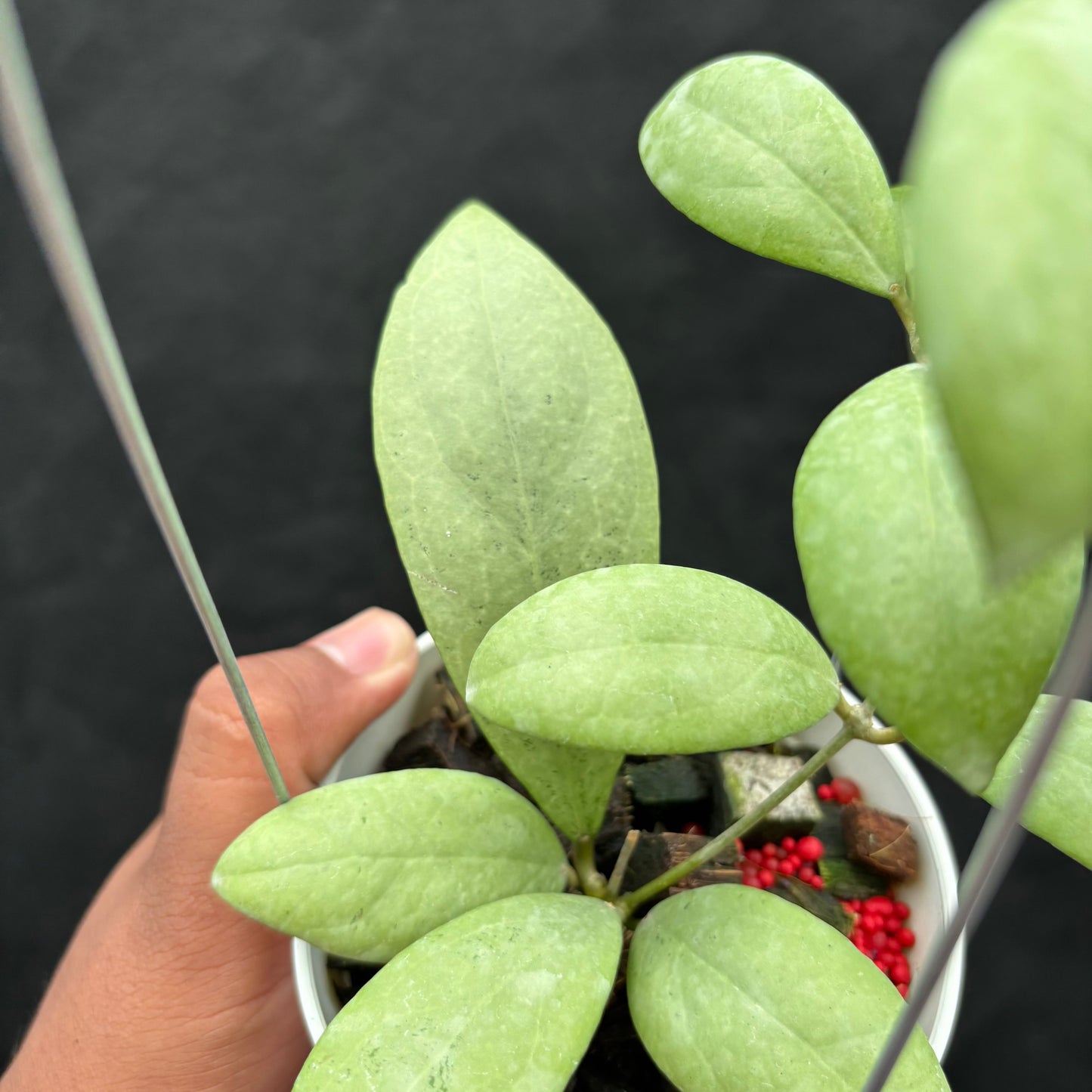 Hoya Erythrostemma "Silver"
