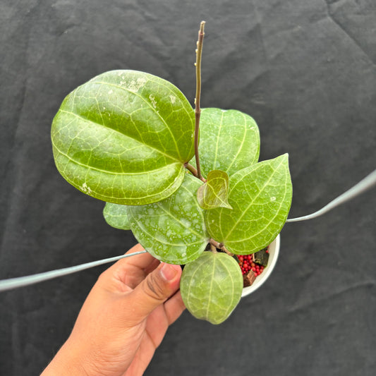 Hoya Latifolia 'Sarawak Cream' - Indonesian Rare Plants