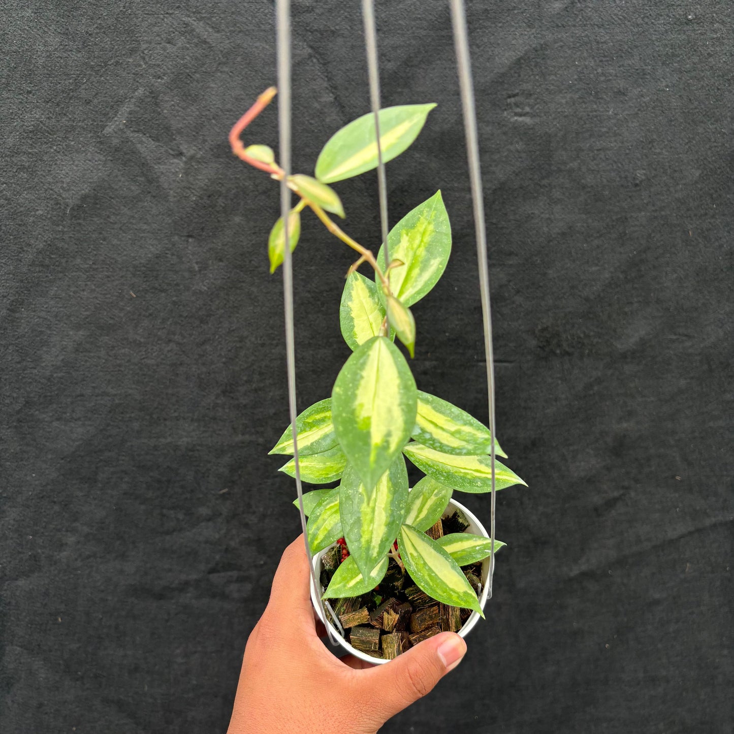 Hoya Verticillata Nganjuk (Inner Variegated) - Indonesian Rare Plants