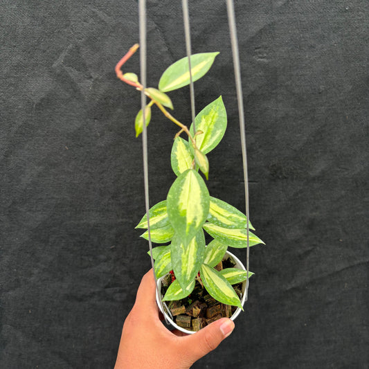 Hoya Verticillata Nganjuk (Inner Variegated) - Indonesian Rare Plants