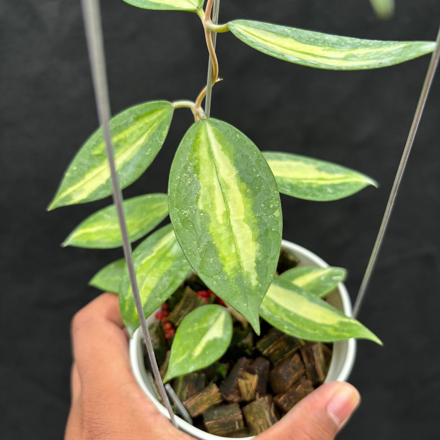 Hoya Verticillata Nganjuk (Inner Variegated)