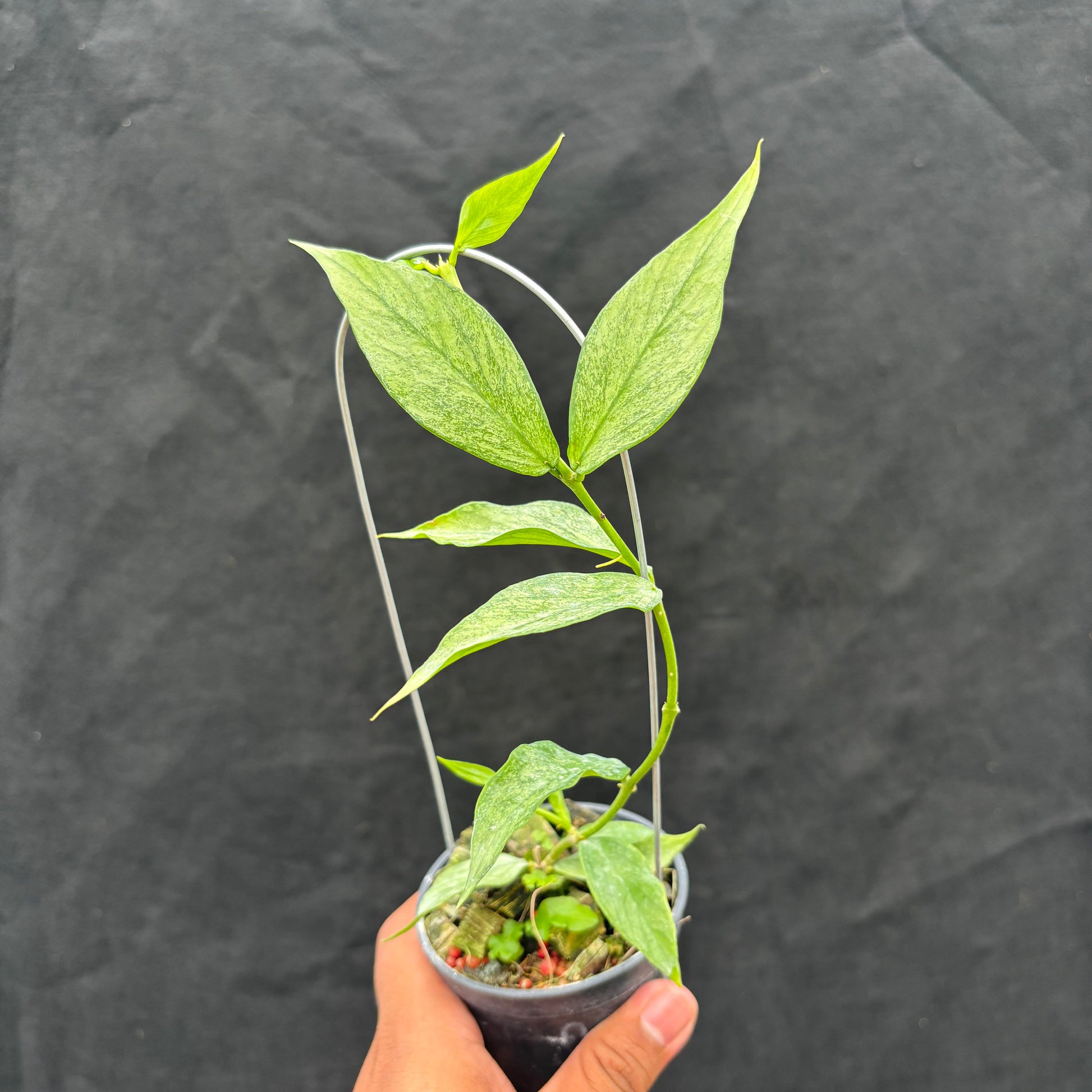 Hoya Polyneura "Berget" (Silver) — rare Indonesian plant