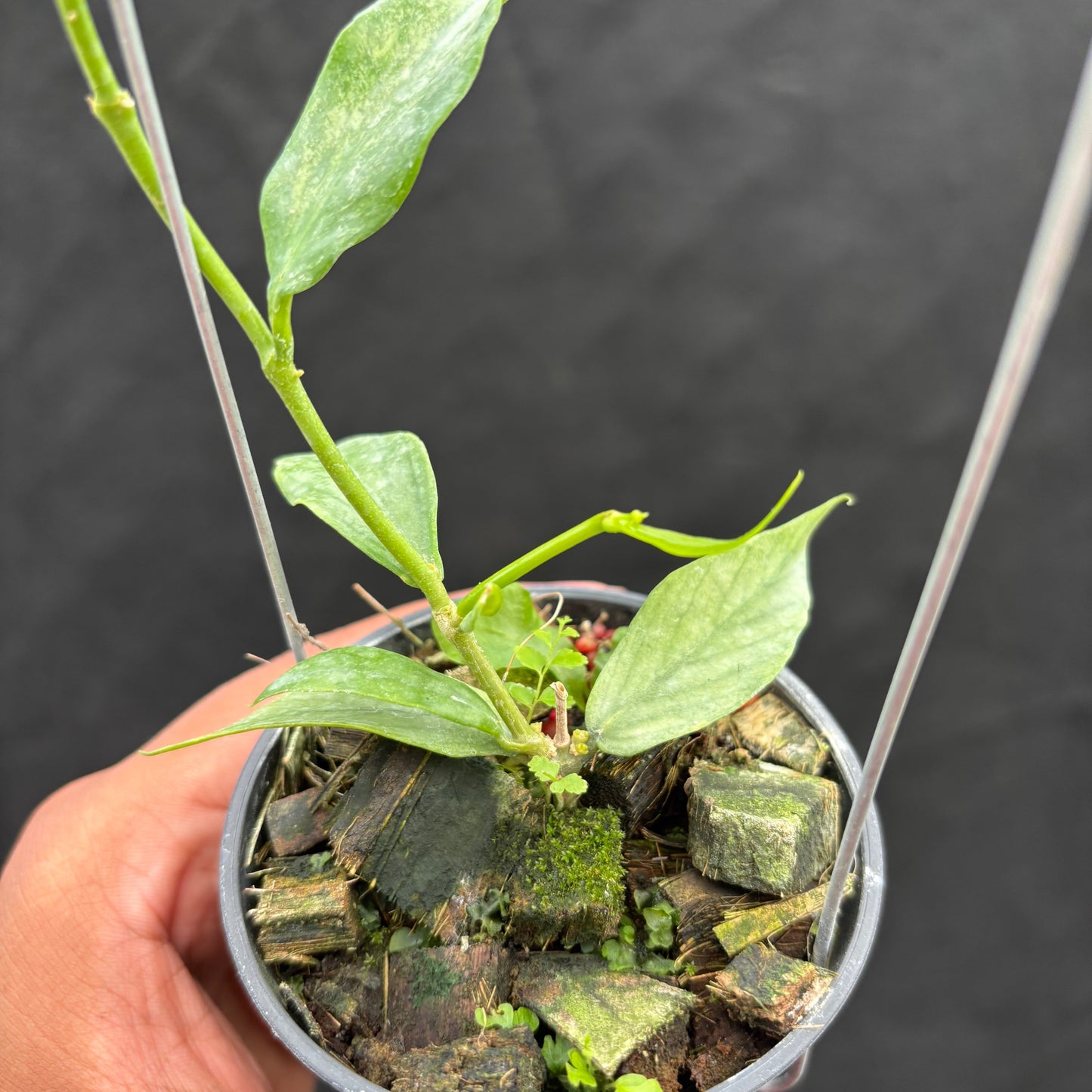 Hoya Polyneura "Berget" (Silver) — photo 5
