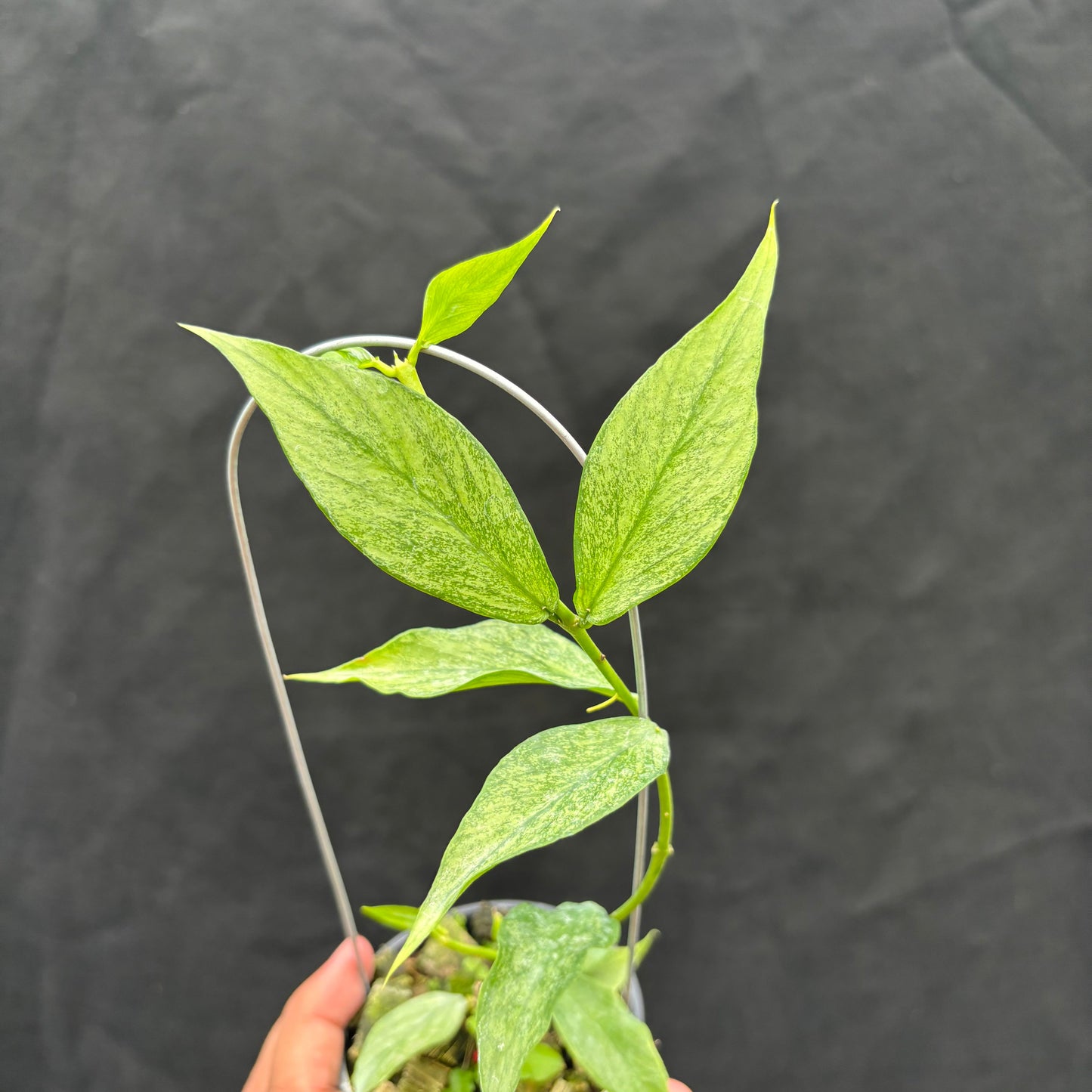 Hoya Polyneura "Berget" (Silver) — photo 2