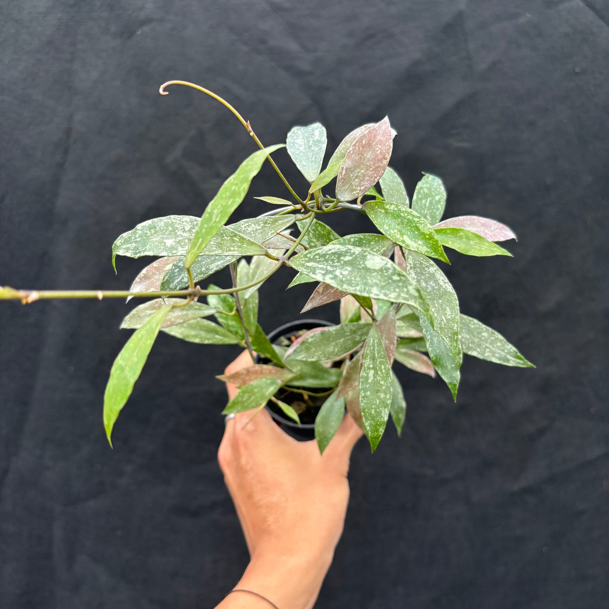 Hoya Lacunosa "Laos" - Indonesian Rare Plants