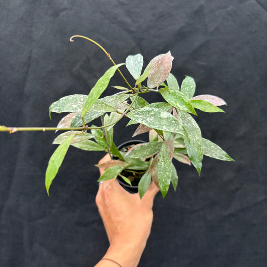 Hoya Lacunosa "Laos" - Indonesian Rare Plants