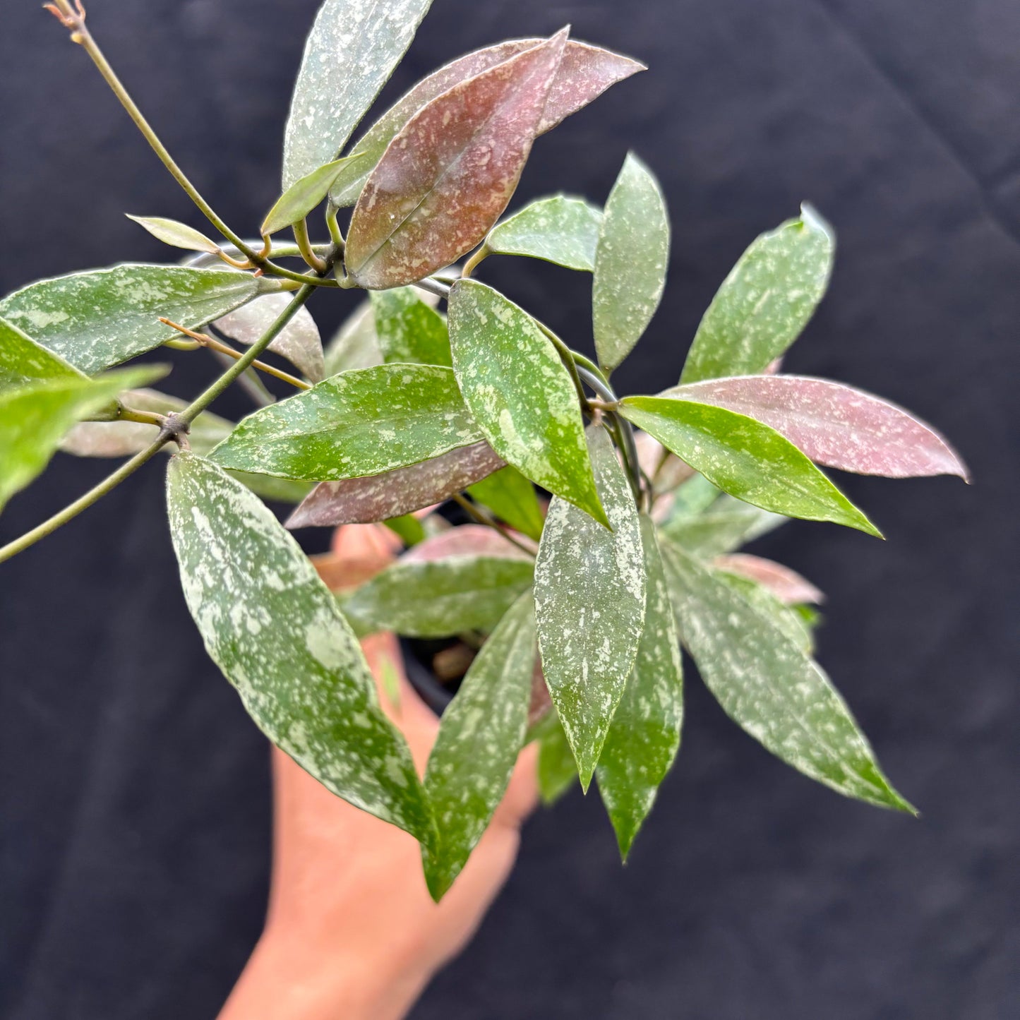Hoya Lacunosa "Laos"