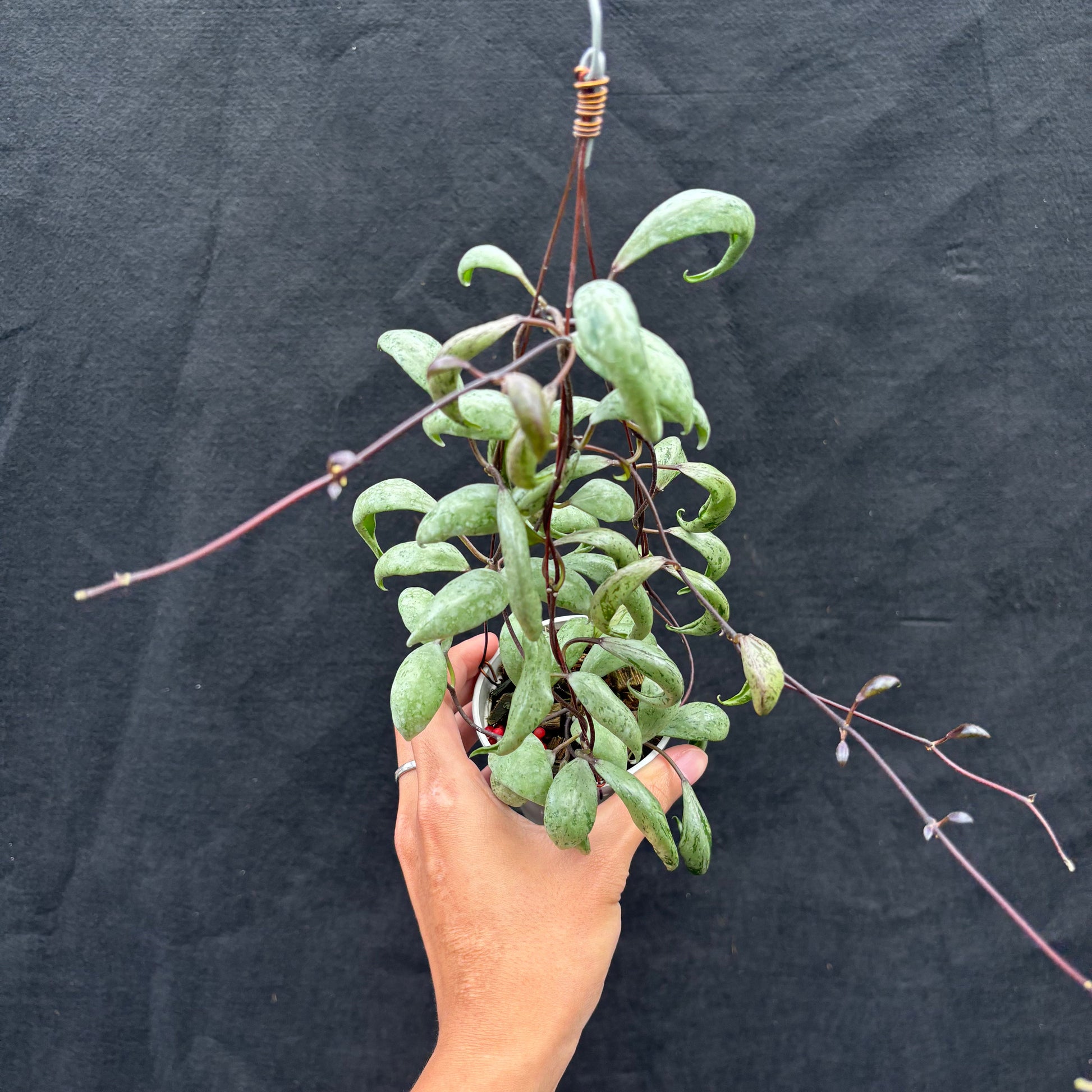 Hoya Lacunosa "Sulcata Back Bone" - Indonesian Rare Plants