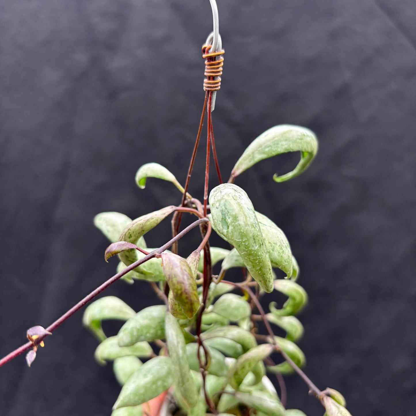 Hoya Lacunosa "Sulcata Back Bone"