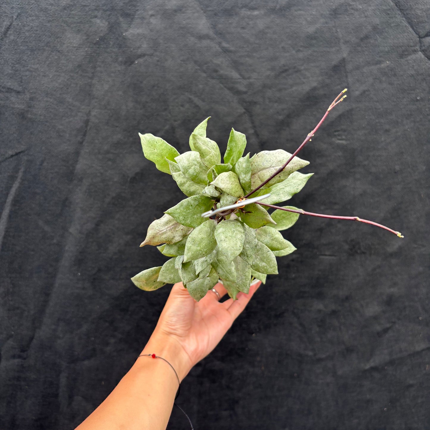 Hoya Lacunosa "Black Mint Coin" - Indonesian Rare Plants