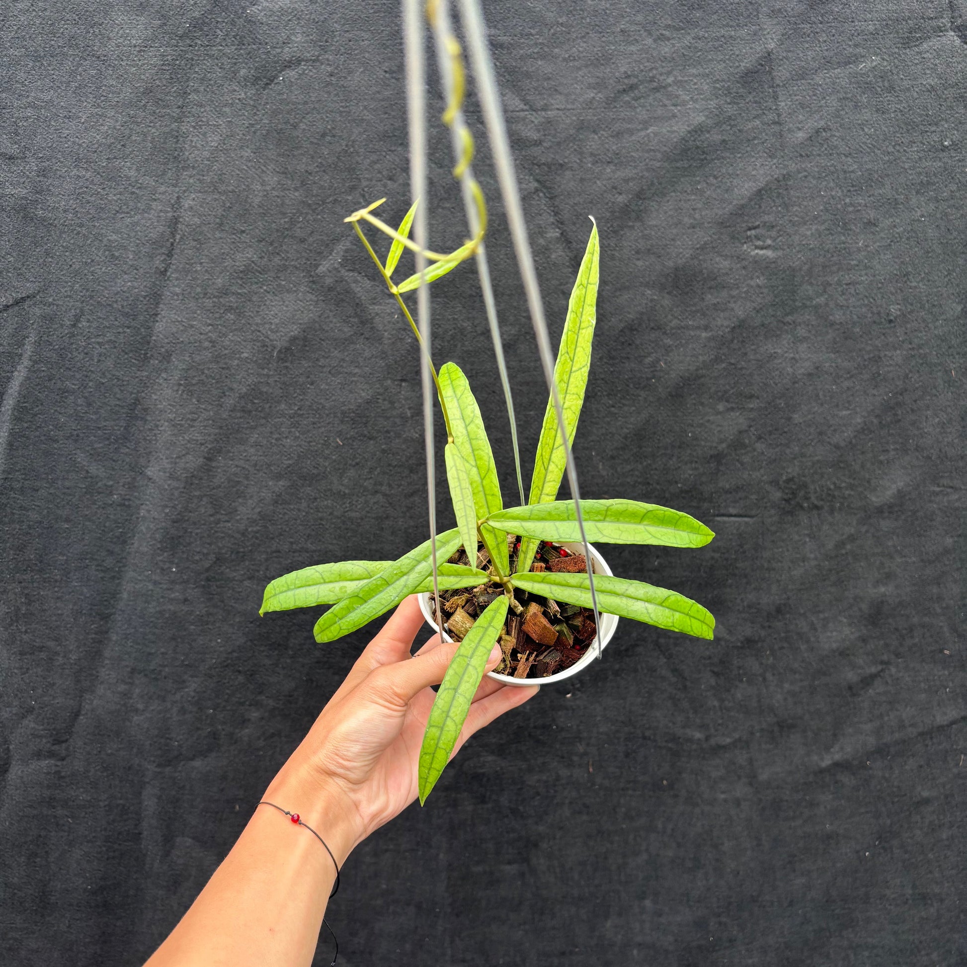 Hoya Callistophylla 'Jungle Spear' - Indonesian Rare Plants