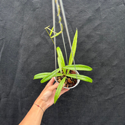 Hoya Callistophylla 'Jungle Spear' - Indonesian Rare Plants