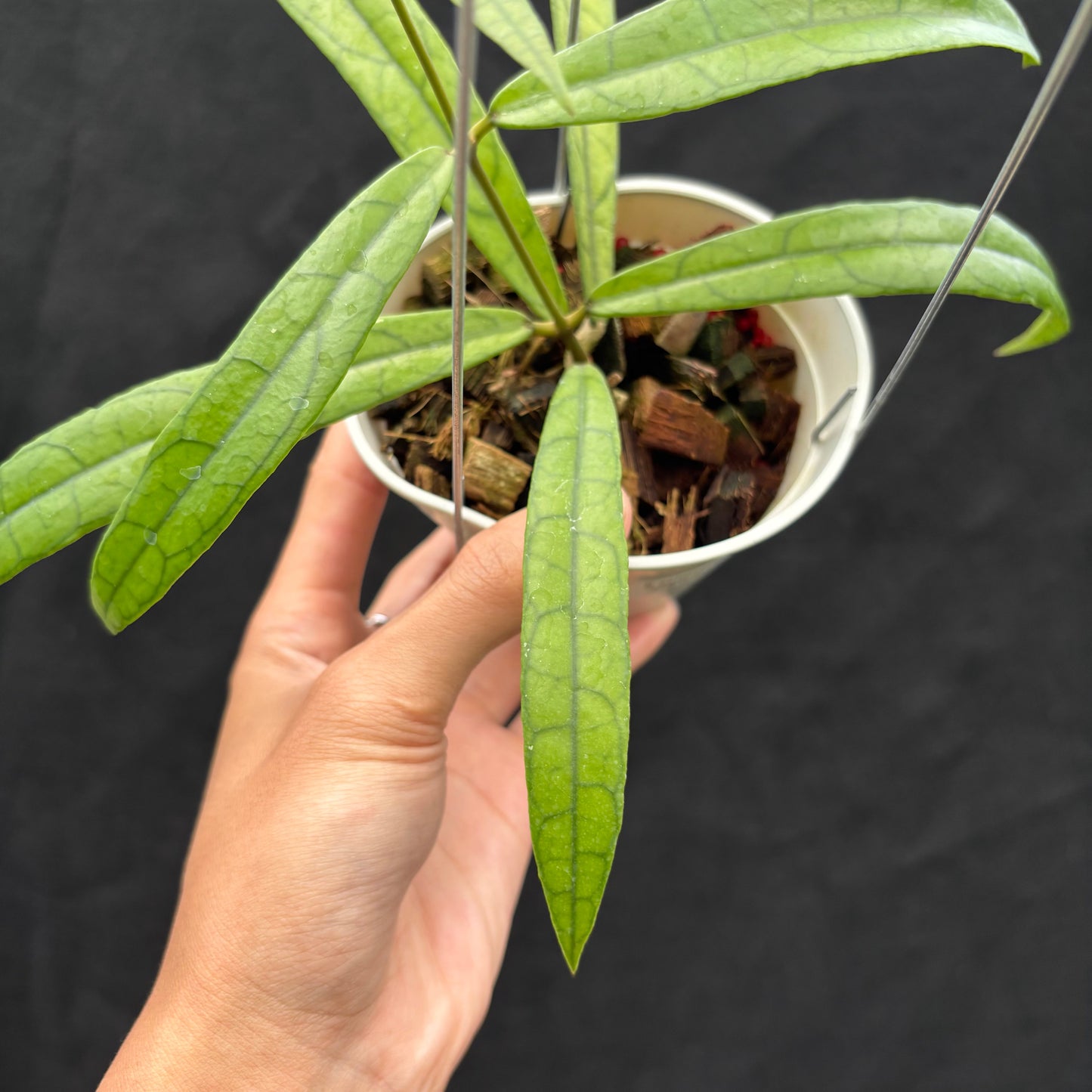 Hoya Callistophylla 'Jungle Spear'
