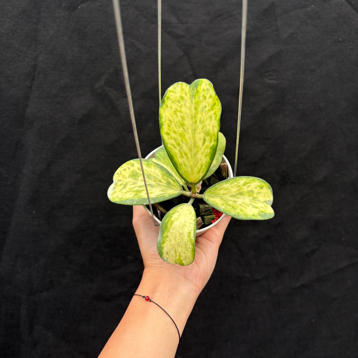 Hoya Kerii "Sport Center" - Indonesian Rare Plants