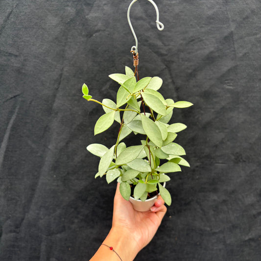 Hoya Nummularioides "silver" - Indonesian Rare Plants