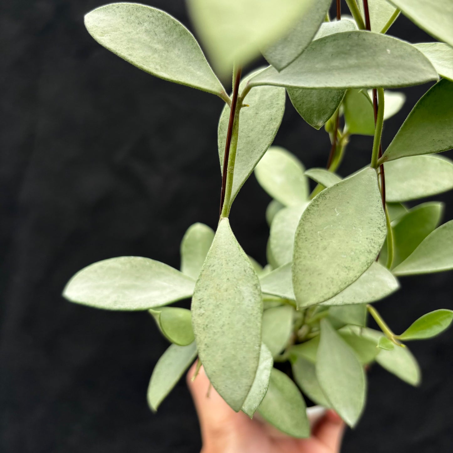 Hoya Nummularioides "silver"