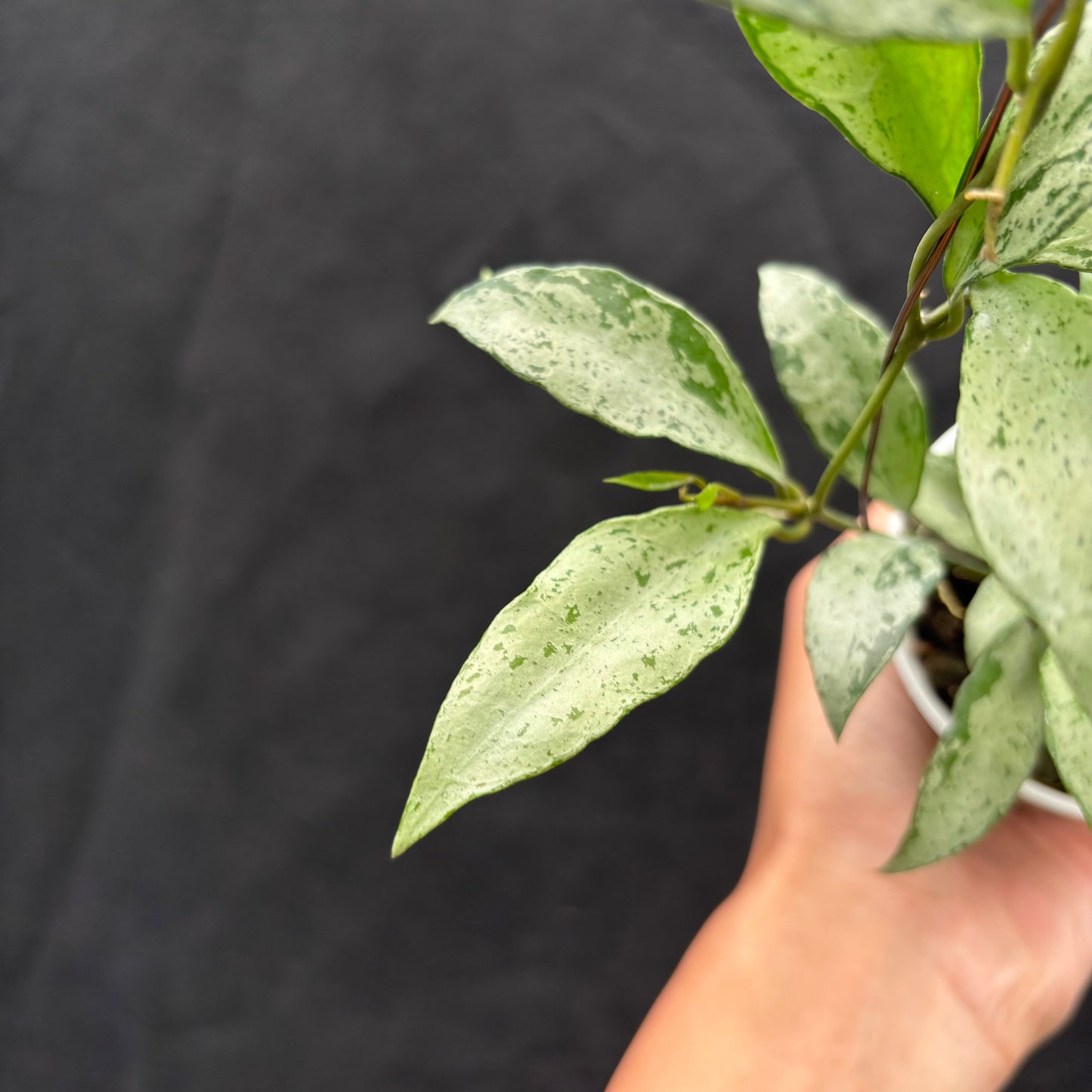 Hoya Nummularioides "silver"